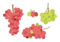 Grape currant and raisin fruit on white background illustration vector