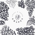 Grape design template. Hand drawn vector grape berry illustration. Engraved style retro botanical banner Royalty Free Stock Photo