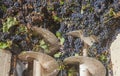 Grape destemmer in action during winemaking process