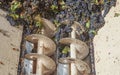 Grape destemmer in action during winemaking process