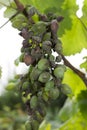 Grape disease Royalty Free Stock Photo