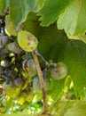 Grape disease plaque on bunch of grapes Royalty Free Stock Photo