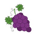 Grape doodle Vector color illustration isolated on white background