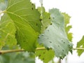 Grape erineum mite and their galls. Vineyard problem. Top of leaf look blistered, underside like rust. Colomerus vitis.