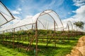 Grape farm in the countryside