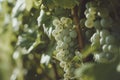 a grape farm at sunny day with warm light