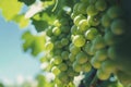 a grape farm at sunny day with warm light