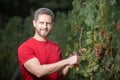 Grape farmer cutting grapes. Farmer cut grapevine. Vinedresser cutting grapes bunch. Male vineyard owner. Man with Royalty Free Stock Photo