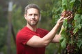 Grape farmer cutting grapes. Man picking wine grapes on vine in vineyard. Harvest of grapes. Fields vineyards ripen Royalty Free Stock Photo