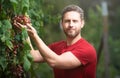 Grape farmer cutting grapes. Man picking wine grapes on vine in vineyard. Harvest of grapes. Fields vineyards ripen Royalty Free Stock Photo