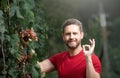 Grape farmer cutting grapes. Man pruning vines. Man picking red wine grapes on vine in vineyard. Vine harvest. Ok Royalty Free Stock Photo