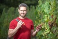 Grape farmer cutting grapes. Vinedresser cutting grapes bunch. male vineyard owner. Man harvester cutting grapes from Royalty Free Stock Photo