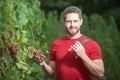 Grape farmer cutting grapes. Vinedresser cutting grapes bunch. male vineyard owner. Man harvester cutting grapes from Royalty Free Stock Photo