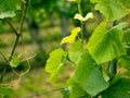 Grape field growing, wine Vineyard hills in Switzerland with wineyards and leafs Royalty Free Stock Photo