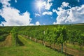 Grape field growing for wine. Vineyard hills. Summer scenery with wineyard rows.