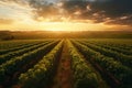 Green field with rows of vines for harvesting. Ripe grapes for the production of fine wines. Royalty Free Stock Photo