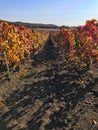 Beautiful view of colorful straight, long autumn rows of grapes mountain landscape in the background Royalty Free Stock Photo