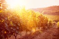 Grape field vineyard Royalty Free Stock Photo