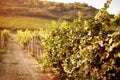 Grape field vineyard on sunset Royalty Free Stock Photo