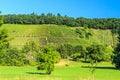 Grape fields in Germany.