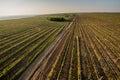 Grape fields in spring and summer in the sun