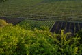 Grape fields in spring and summer in the sun