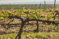 Grape fields in spring and summer