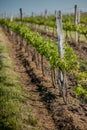 Grape fields in spring and summer in the sun