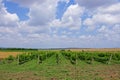 Grape fields. winemaking. agrarian culture