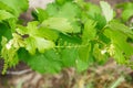 Grape flower buds, baby grapes, small berries. Close-up of flowering grape vines, grapes bloom in spring time. Grape seedlings on Royalty Free Stock Photo