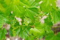 Grape flower buds, baby grapes, small berries. Close-up of flowering grape vines, grapes bloom in spring time. Grape seedlings on Royalty Free Stock Photo