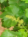 Grape flowers