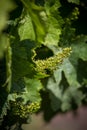 Grape flowers with shallow depth of field. Flowering vi
