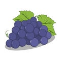 Grape Fresh Asian Tropical Vector Illustration Royalty Free Stock Photo