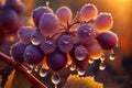 grape with frozen drops of water during a sunset