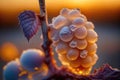 Grape with frozen drops of water during a sunset