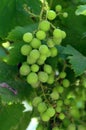 A grape is a fruit, botanically a berry, of the deciduous woody vines of the flowering plant genus Royalty Free Stock Photo