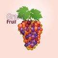 grape fruit flat design. Exotic vegan food in flat detailed vector style Royalty Free Stock Photo