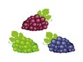 Purple, green and blue grapes icons vector illustration