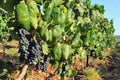 Grape fruit grows in a vineyard Royalty Free Stock Photo