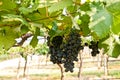 Grape fruit on tree in Vineyards Royalty Free Stock Photo