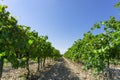 Grape fruit trees in the havest season, planting in the organic vineyard farm to produce the red wine, fresh dark black ripe grape Royalty Free Stock Photo