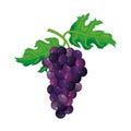 Grape fruit vector