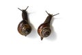 Grape garden snails Helix pomatia slug isolated on white background close-up, top view Royalty Free Stock Photo