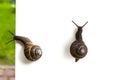 Grape garden snails Helix pomatia slug isolated on white and nature background close-up, top view