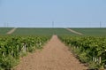 The grape gardens. Cultivation of wine grapes at the Sea