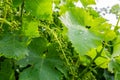 The grape gardens. Cultivation of wine grapes in Serbia