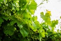 The grape gardens. Cultivation of wine grapes in Serbia