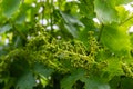 The grape gardens. Cultivation of wine grapes in Serbia