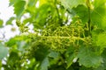 The grape gardens. Cultivation of wine grapes in Serbia